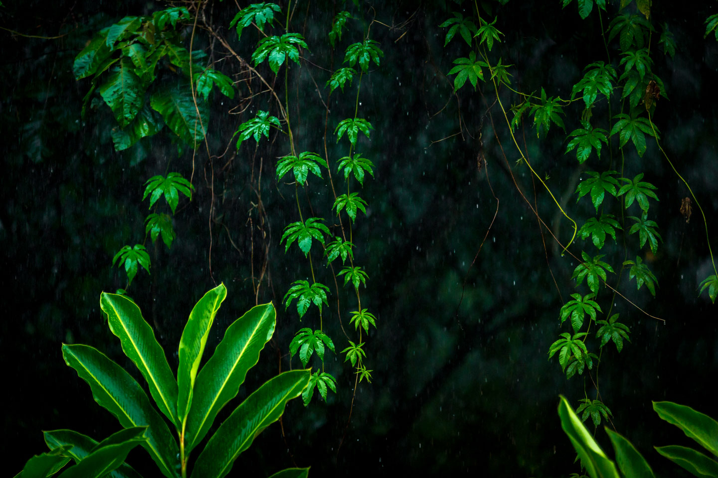 Mayven Arenal Nayara springs costa rica