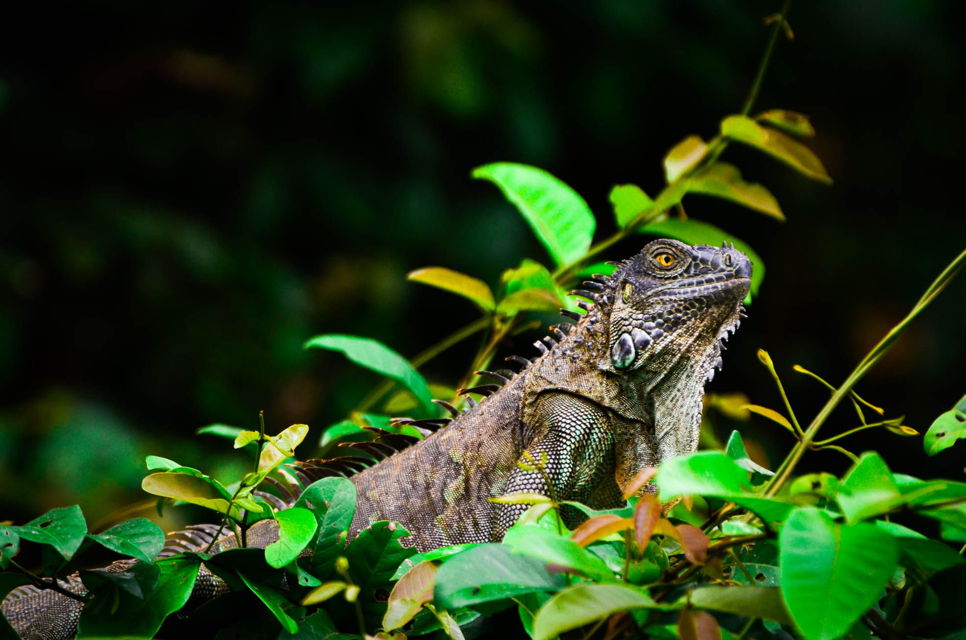 Mayven Costa Rica Top Itinerary 2 weeks Cano negro Iguana