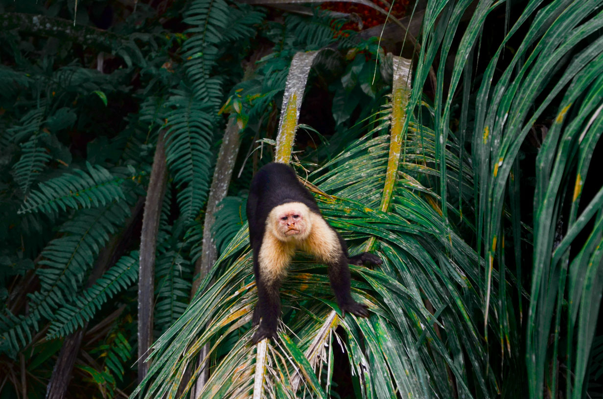 Mayven Costa Rica capucin monkey cano negro wildlife refuge