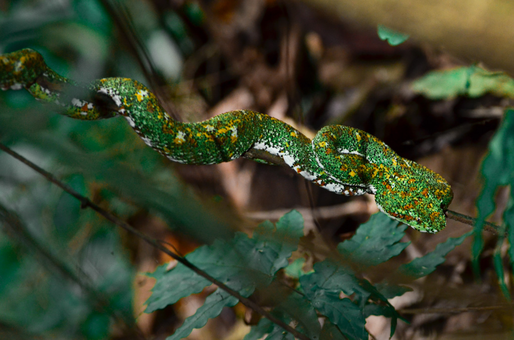 Mayven Costa Rica most dangerous snake eyelash viper mistico Arenal park