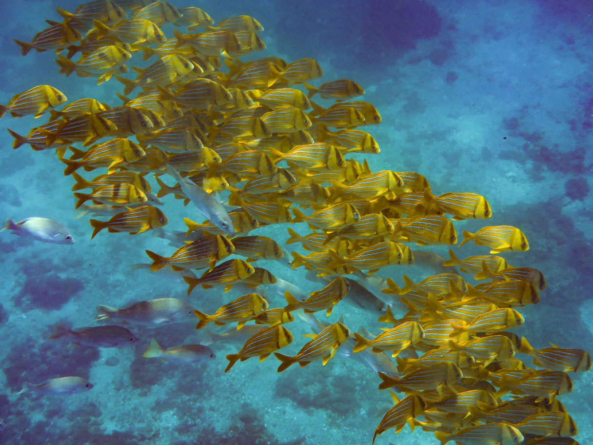 Mayven Costa Rica Snorkeling at isla tortuga gopro