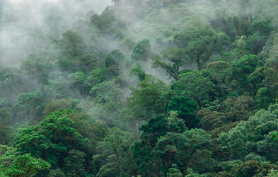 The Cloud Forest: Costa Rica’s Best Kept Secret